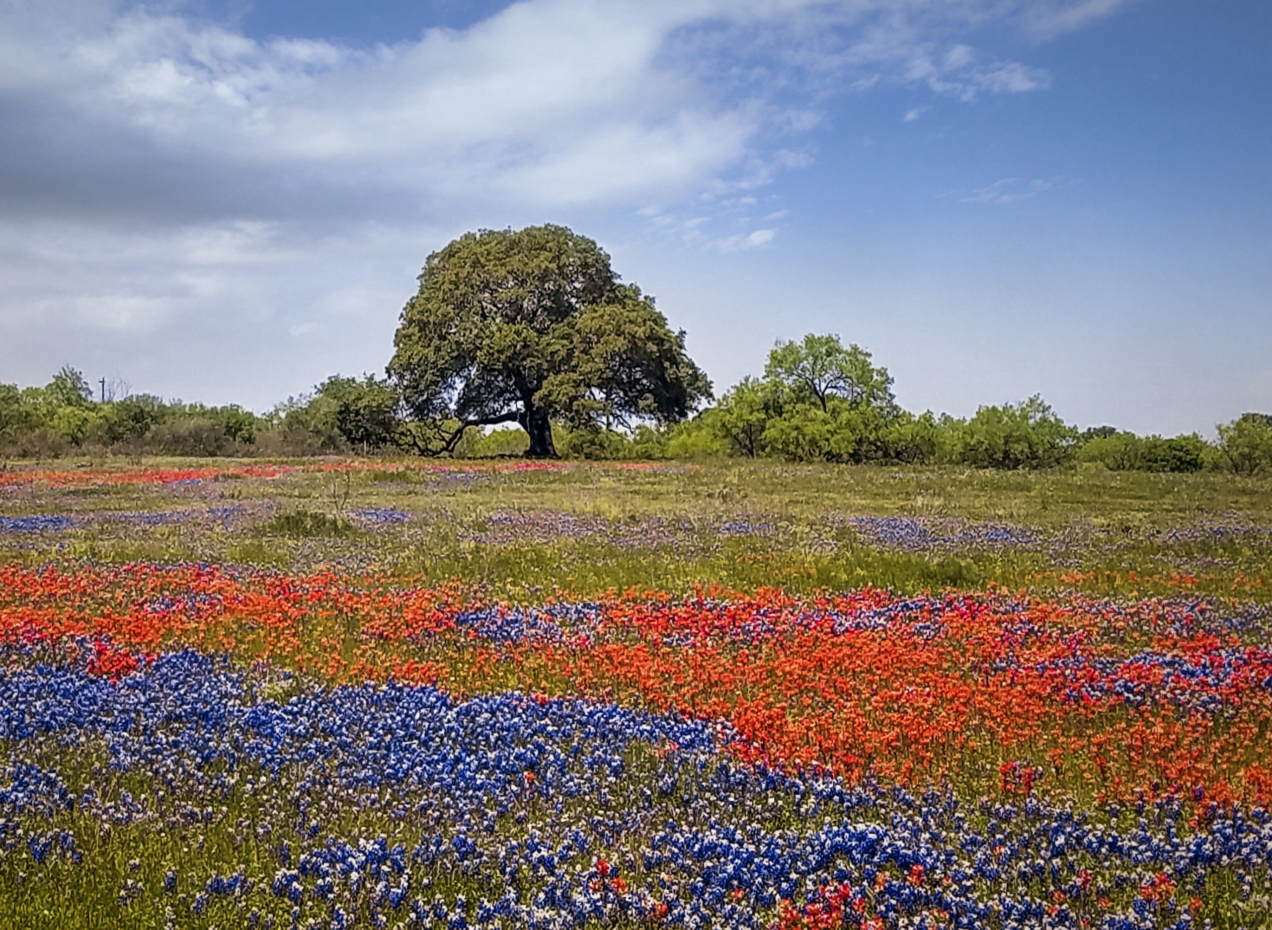Springtime in Texas